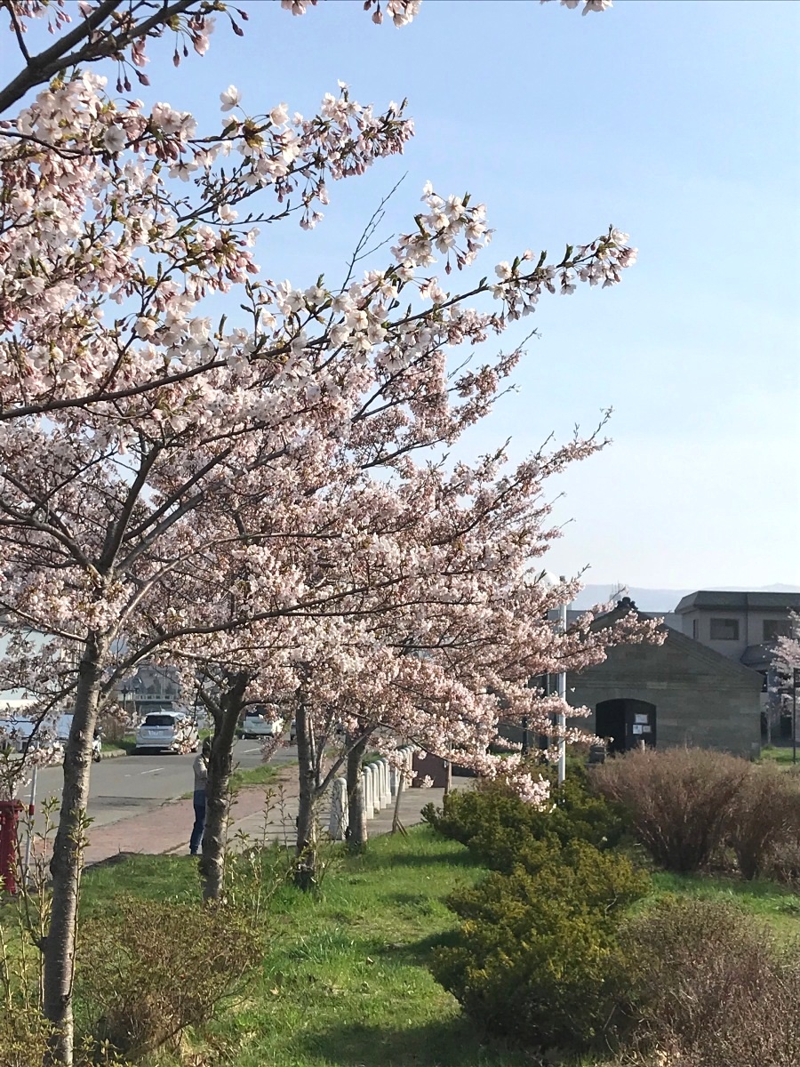 北運河の桜