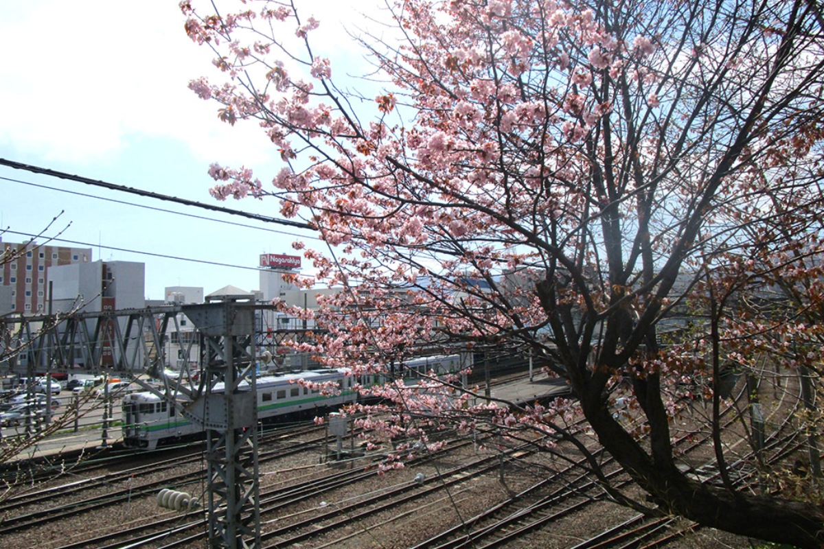 写真でお花見 鉄道と桜 グランドパーク小樽
