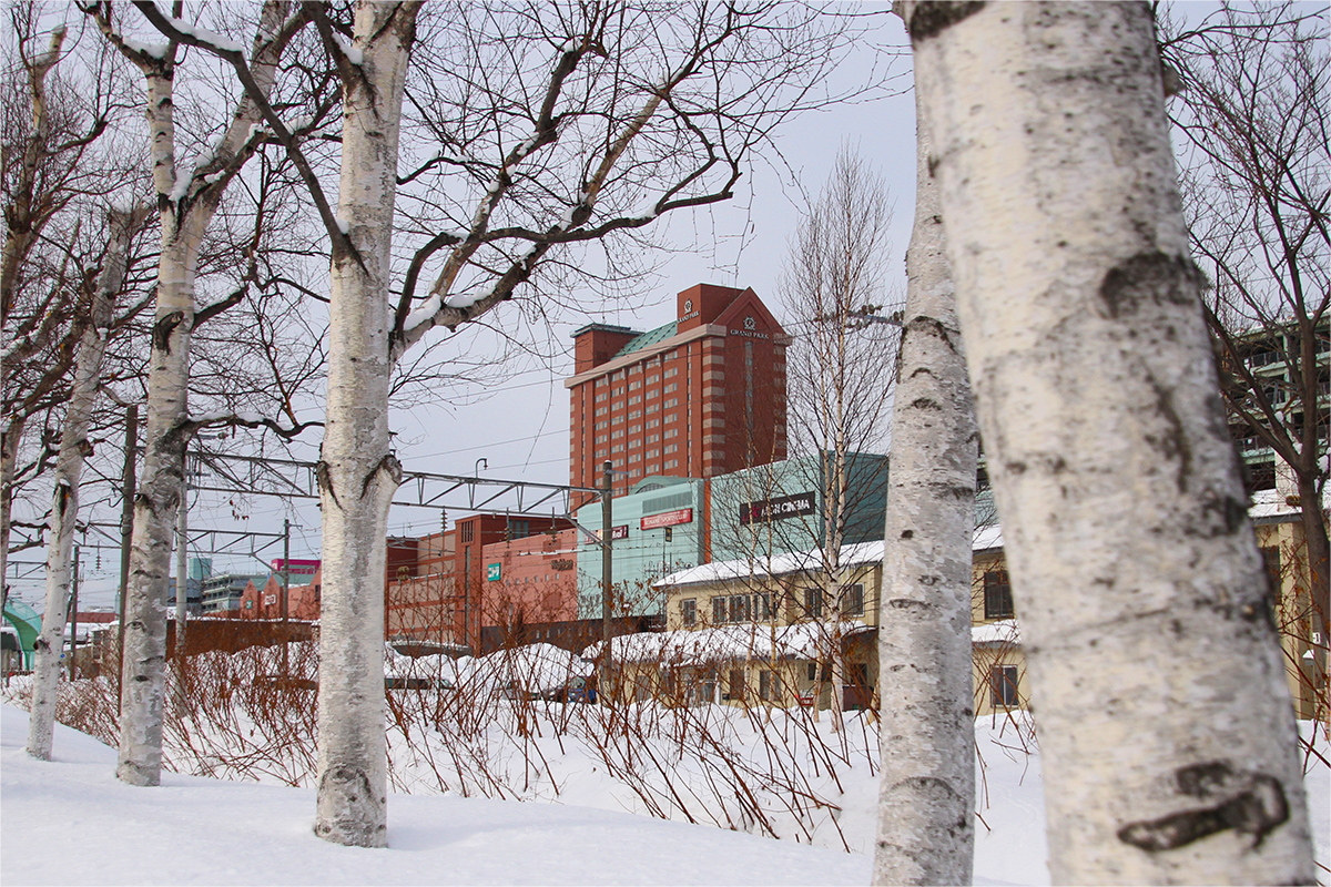 夏にも冬にも映える 小樽の木 白樺 グランドパーク小樽